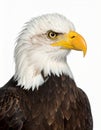 Bald Eagle (22 years) - Haliaeetus leucocephalus in front of a white background Royalty Free Stock Photo