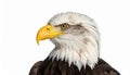 Bald Eagle (22 years) - Haliaeetus leucocephalus in front of a white background Royalty Free Stock Photo