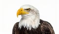 Bald Eagle (22 years) - Haliaeetus leucocephalus in front of a white background Royalty Free Stock Photo