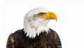 Bald Eagle (22 years) - Haliaeetus leucocephalus in front of a white background Royalty Free Stock Photo