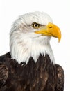 Bald Eagle (22 years) - Haliaeetus leucocephalus in front of a white background Royalty Free Stock Photo