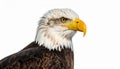 Bald Eagle (22 years) - Haliaeetus leucocephalus in front of a white background Royalty Free Stock Photo