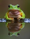 Dumpy frog reflections in water, Tree frog Royalty Free Stock Photo