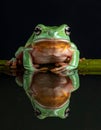 Dumpy frog reflections in water, Tree frog Royalty Free Stock Photo