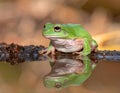 Dumpy frog reflections in water, Tree frog Royalty Free Stock Photo
