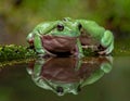 Dumpy frog reflections in water, Tree frog Royalty Free Stock Photo