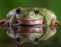 Dumpy frog reflections in water, Tree frog Royalty Free Stock Photo