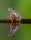 Dumpy frog reflections in water, Tree frog Royalty Free Stock Photo