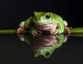 Dumpy frog reflections in water, Tree frog Royalty Free Stock Photo