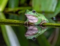 Dumpy frog reflections in water, Tree frog Royalty Free Stock Photo