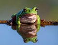 Dumpy frog reflections in water, Tree frog Royalty Free Stock Photo
