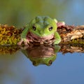 Dumpy frog reflections in water, Tree frog Royalty Free Stock Photo