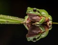 Dumpy frog reflections in water, Tree frog Royalty Free Stock Photo