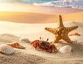 Sea shells, starfish and crab on beach sand for summer and beach concept. Studio shot Royalty Free Stock Photo