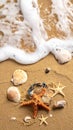 Sea shells, starfish and crab on beach sand for summer and beach concept. Studio shot Royalty Free Stock Photo