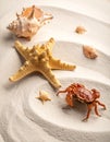 Sea shells, starfish and crab on beach sand for summer and beach concept. Studio shot Royalty Free Stock Photo