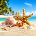 Sea shells, starfish and crab on beach sand for summer and beach concept. Studio shot Royalty Free Stock Photo