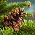 Christmas tree with a pinecone in tinsel Royalty Free Stock Photo