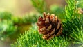 Christmas tree with a pinecone in tinsel Royalty Free Stock Photo