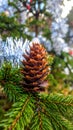 Christmas tree with a pinecone in tinsel Royalty Free Stock Photo