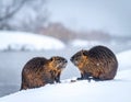 Two cute wild beavers in white snow, cold winter background. Royalty Free Stock Photo