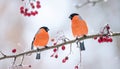 Two red bullfinch birds sitting on frozen rowan tree branch in falling snow, cold winter. Royalty Free Stock Photo
