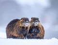 Two cute wild beavers in white snow, cold winter background. Royalty Free Stock Photo