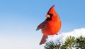 Red Cardinal in Winter Snow. Male Northern Cardinal perched on a snowy evergreen branch against a blue sky with copy spa Royalty Free Stock Photo