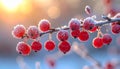 Frosted red berries on a branch in winter at sunrise. Icy crabapples covered in hoarfrost with golden morning sunlight. Royalty Free Stock Photo