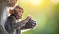 Adorable Baby Monkey Held by Mother in Warm Sunlight Royalty Free Stock Photo