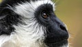 Close-up Profile of a Black and White Colobus Monkey Royalty Free Stock Photo