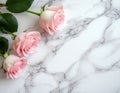 Three pink roses with delicate petals and green leaves are arranged on a polished white marble surface with gray veining. Royalty Free Stock Photo