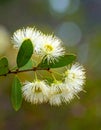 Flowers of kurrajong, Brachychiton populneus Royalty Free Stock Photo