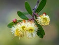 Flowers of kurrajong, Brachychiton populneus Royalty Free Stock Photo