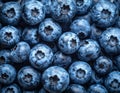 A close-up of a pile of fresh blueberries (Vaccinium corymbosum) Royalty Free Stock Photo