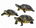 Three red-eared slider turtles (*Trachemys scripta elegans*) are depicted against a white background Royalty Free Stock Photo