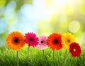 Beautiful colorful gerbera flowers among green grass outdoors on sunny day, bokeh effect Royalty Free Stock Photo