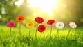 Beautiful colorful gerbera flowers among green grass outdoors on sunny day, bokeh effect Royalty Free Stock Photo