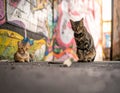 Two cats are seen in an urban alleyway, sitting on a rough-textured ground Royalty Free Stock Photo