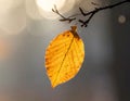 A single autumn leaf, likely from a beech tree (Fagus spp.), hangs from a thin branch Royalty Free Stock Photo