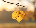A single yellow leaf with brown spots hangs from a bare twig, depicted against a soft, blurred background Royalty Free Stock Photo