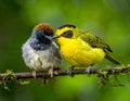 Two birds perched on a moss-covered branch in a natural setting Royalty Free Stock Photo