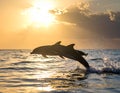 Dolphins (Delphinidae) leap gracefully above the ocean surface Royalty Free Stock Photo