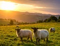 Sheep graze on a lush, green pasture with a picturesque backdrop of rolling hills during sunset Royalty Free Stock Photo