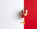 A chicken with a white and red feathered head and red comb peers through a split background Royalty Free Stock Photo