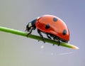 Seven-spotted ladybug (Coccinella septempunctata) on a green blade of grass Royalty Free Stock Photo