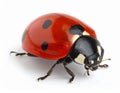 Ladybug (Coccinellidae) with vivid red elytra featuring black spots Royalty Free Stock Photo