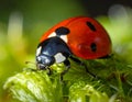 Seven-spotted ladybug (*Coccinella septempunctata*) on dewy green leaves Royalty Free Stock Photo