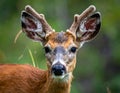 Close-up of a young deer, likely a mule deer Royalty Free Stock Photo