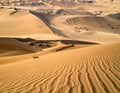 Undulating sand dunes stretch across the landscape, illuminated by warm sunlight Royalty Free Stock Photo